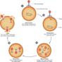 bacteriophage Cycle