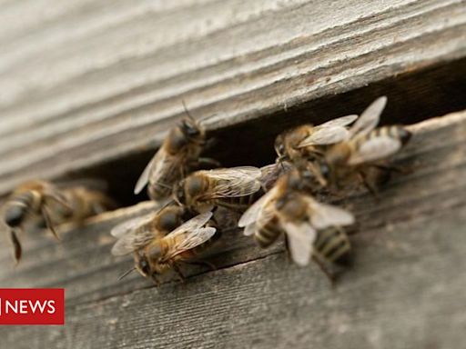 Como as abelhas podem ajudar famílias atingidas por guerras