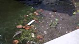 Health Alert issued for algae blooms in Cape Coral waterways