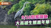 大高雄生態嘉年華9/16登場 鳥松濕地實地體驗動物觀察