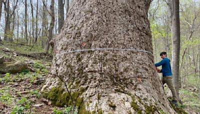 Documenting and preserving Virginia’s largest, most revered trees