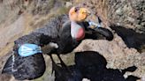 Oregon Zoo's First Condor Marks 20th Birthday | Z100 Portland | Portland Local News