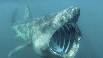 Shocking moment endangered shark is hit by a boat is caught on camera