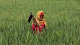 India may earmark $48 billion for next year's food, fertiliser subsidies