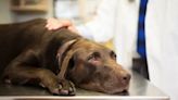 Veterinarians Warn of Mystery Dog Illness