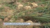 East Texas farmers expecting plentiful onion season, despite slow start