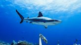 Wieder Haiangriff vor Australiens Westküste - Zahn im Bein