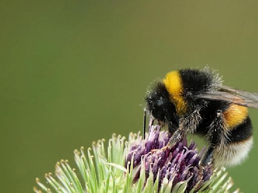 Bumblebee babies are dying in their nests because global temperatures are getting too warm, study finds