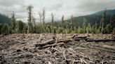 An Autonomous Logging Machine Could Make Forestry Safer
