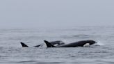 Avistamiento raro de orcas en julio sorprende a observadores en la Bahía de Monterey