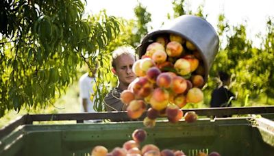 Buen arranque de la campaña de fruta de hueso