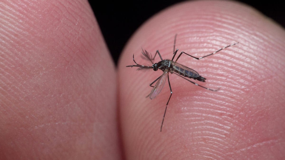 Dengue Fever Is a Health Threat at the Paris Olympics and in the US. Here's How to Stay Safe