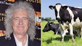 Sir Brian May: Queen star hopes to achieve 'better life' for farmers, cows and badgers in bovine TB fight