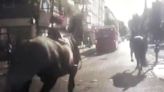 Chaos as military horses throw riders off before bolting through central London