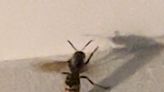 Answer Woman: Did I find a 'murder hornet' in my backyard?