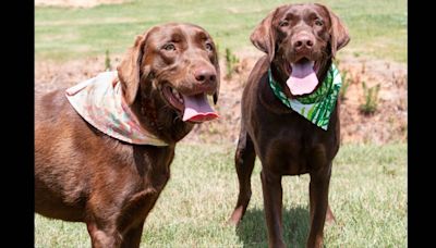 ‘Sweet’ shelter dogs needed a home. Now the best friends have a new one — together