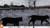 Bobcats spotted in Shawnee Mission Park. What to know about these elusive animals