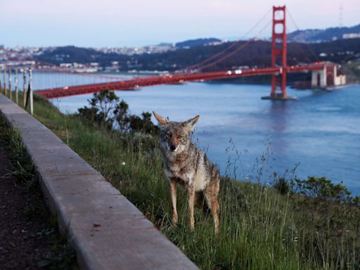 Coyote attacks 5-year-old at San Francisco Botanical Garden