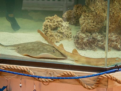 What happened to the stingray who got pregnant without a male — and why hasn't she delivered her pups yet?