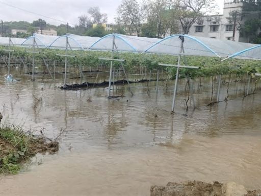 惡劣天氣大雨不斷 打鼓嶺農場水浸 農產品損失慘重