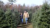 First Christmas: Wells couple opens tree farm 8 years in the making