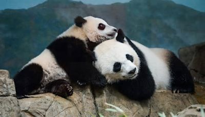 More pandas are coming to the US. This time to San Francisco, the first time since 1985