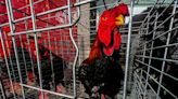 Vietnam's rare 'dragon chickens' all the rage for Lunar New Year