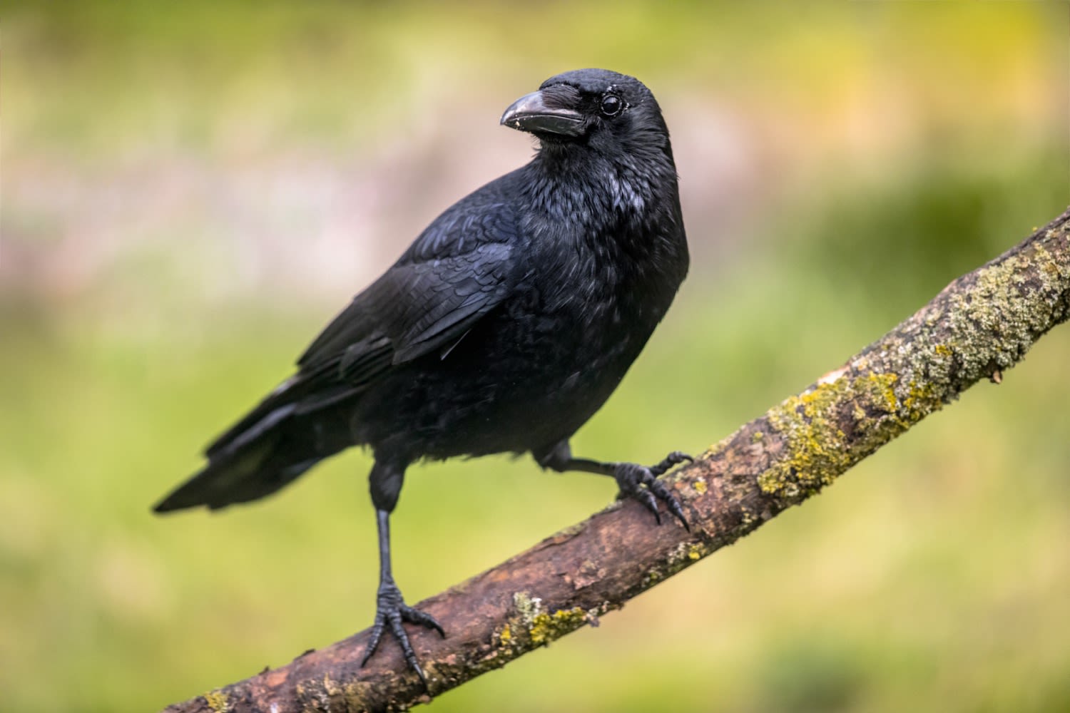 Crows can count and they do it out loud