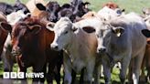 Bird flu: Second US worker catches infection on dairy farm