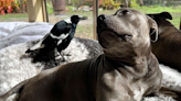 A dog and a bird formed an unlikely friendship. Their separation has infuriated followers