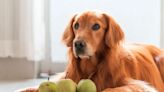Cuáles son las frutas que pueden comer los perros
