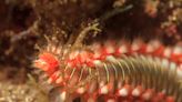 Destripa peces y se regenera si lo cortan: el gusano de fuego que se multiplica en el Mediterráneo