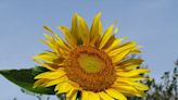 The Plant Doctor: You too can grow tall sunflowers