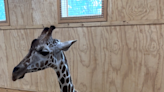 Hattiesburg Zoo introduces third giraffe. Learn more about the new addition