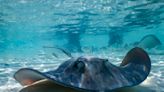 Stingray miraculously pregnant at aquarium with no males