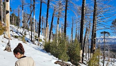 “Solos plantamos árboles, pero juntos hacemos bosque”: las manos que reforestan desde las cenizas en la Patagonia - Diario Río Negro