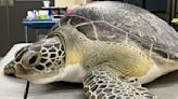 Brevard Zoo set to celebrate the release of its 200th turtle