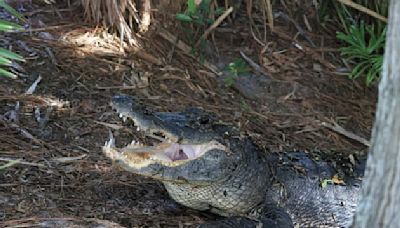 États-Unis: le corps d'une femme retrouvé dans la gueule d'un alligator