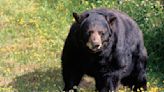 Bear responsible for break-ins euthanized after trying to enter Northern California school gym