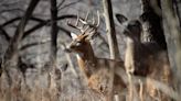 What to know about Illinois hunting season: How to get licenses, firearms allowed and more