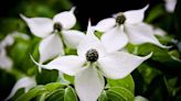 Arrival of delicate white, pink dogwood flowers a sign of summer’s onset | HeraldNet.com