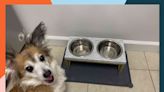 The 19 Best Dog Bowls of 2024, Tested by Real People and Their Dogs