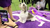 Who will win Best in Show? Schedule, TV, streaming info for 2024 Westminster Dog Show