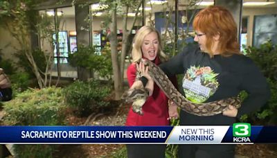 The Sacramento Reptile Show returns this weekend with more than 3,000 reptiles