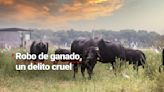 Robo de ganado en Veracruz desangra la economía de la zona
