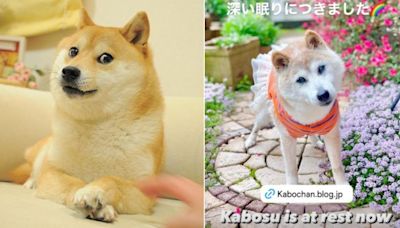 柴犬迷因始祖「Kabosu」離世 主人證實：牠已經安息