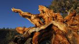 California drought, bark beetles killing the oldest trees on Earth. Can they be saved?