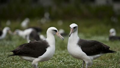 World's Oldest-Known Bird, 72, Is Courting a New Mate After Disappearance of Long-Time Partner