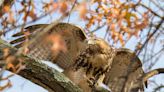 Want to meet owls, hawks and a bald eagle? Check out Raptor Weekend in Bristol