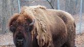 American bison, Pebbles, dead at Buffalo Rock State Park in Illinois; 2 remain in Ottawa